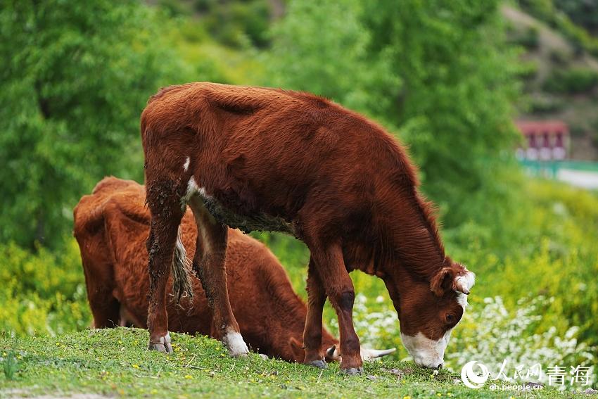 牛兒悠哉啃草。人民網(wǎng) 陳明菊攝