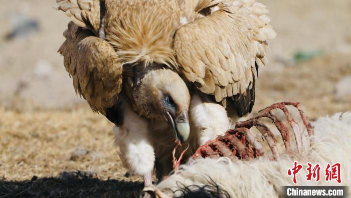 猛禽特寫(xiě)青海海西成群高山兀鷲集中進(jìn)食