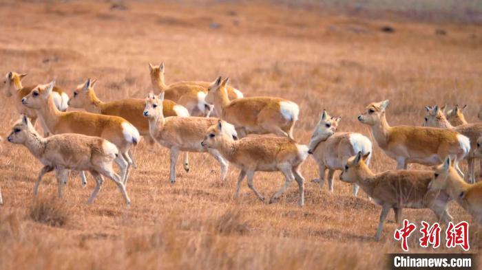 青海湖北岸哈爾蓋草原:成群普氏原羚愜意覓食