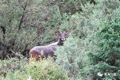 1586224025144567.jpg 2.jpg