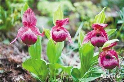 1586224145818227.jpg 5.jpg