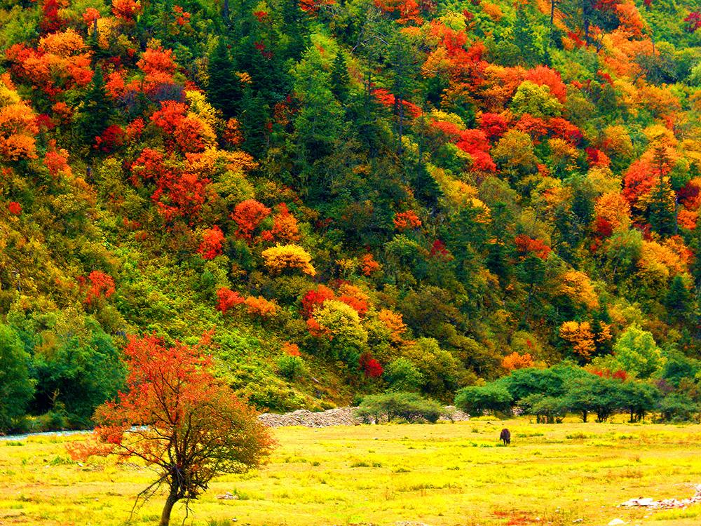 1559118588575223.jpg 迪慶高原層林盡染。(張國華 攝)CIMG4718_.jpg