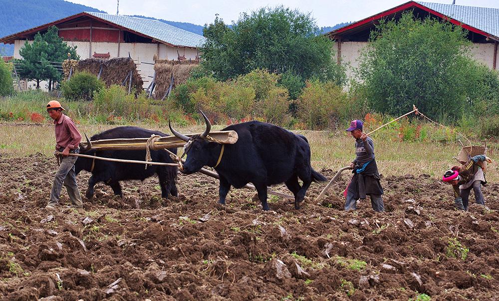 1559118598421038.jpg 二牛抬杠。張國華 攝照片 101_.jpg