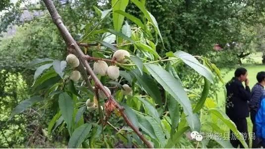 1478739194374879.jpg IMG_1198.JPG