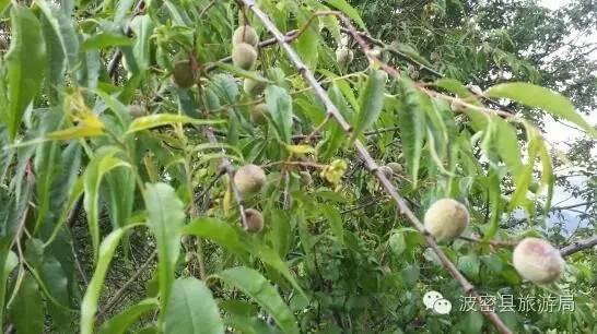 1478739203747142.jpg IMG_1199.JPG