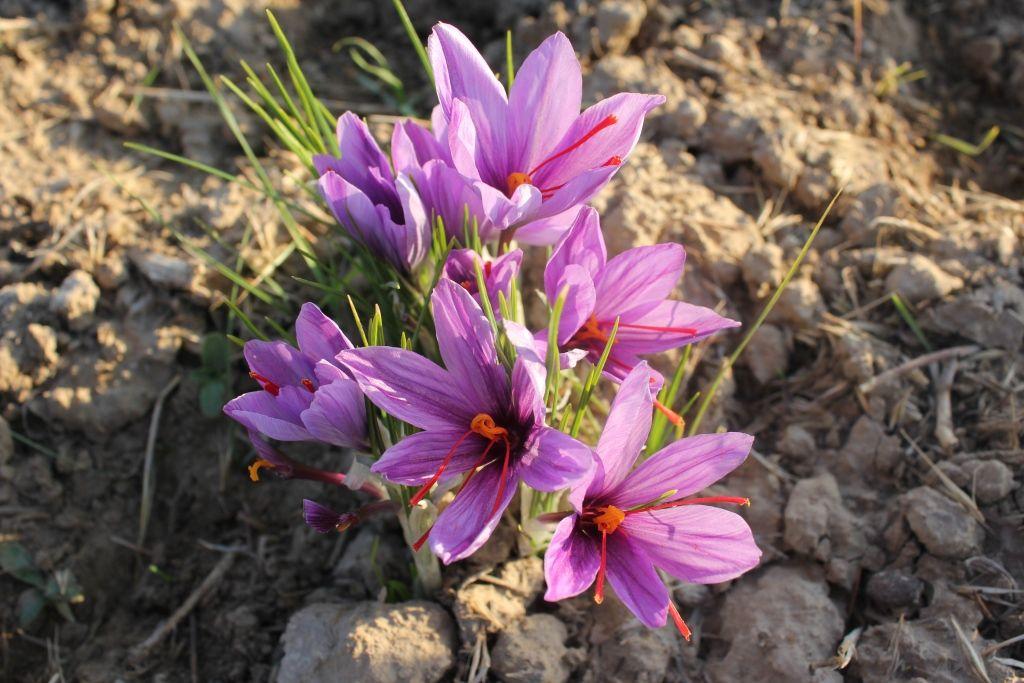 1483494997582871.jpg 51345223_2.JPG